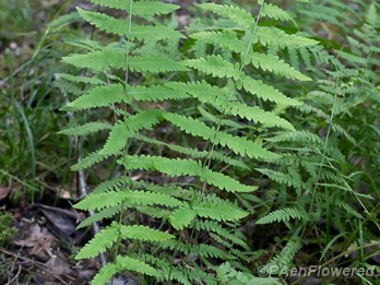 Plant form